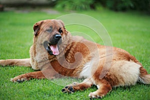Mix breed Chow-Chow dog sitting photo