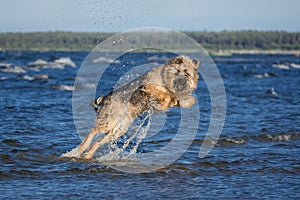 Mix breed dog jumping out of water.