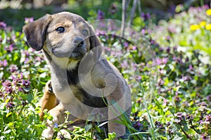 Mix breed puppy scratching itself