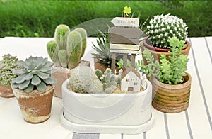 Mix of cactus and succulent plant arrangement with house mini figure terrarium