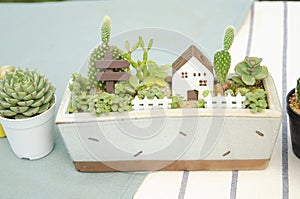 Mix of cactus and succulent plant arrangement with house miniature fairy terrarium