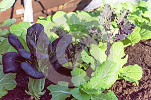 Mix of Chinese cabbage, purple bok choy and red Russian kale growing at home garden