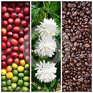 Mix of coffee bean and coffee tree flower with fresh coffee bean