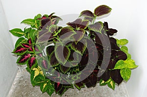 Mix of Coleus plants on a white background, Plectranthus scutellarioides