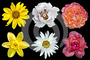 Mix collage of flowers: white peony, red and rose roses, yellow decorative sunflower, white daisy flower, day lilies isolated on