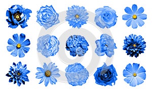 Mix collage of natural and surreal blue flowers 15 in 1: dahlias, primulas, perennial aster, daisy flower, roses, peony isolated