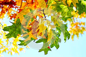 Mix of colored leaves at the beginning of autumn