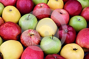 Mix of colorful harvested apple fruits from market, fresh ripe red, yellow and green apples on wooden background
