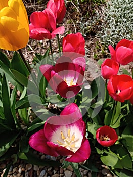 A mix of colorful tulips