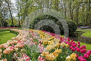 Mix of colorful tulips in the Keukenhof