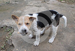 Mix colour small dog puppy eating biscuit