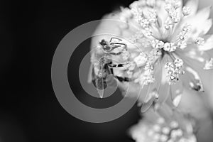 Combinations of backgrounds