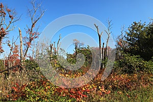 Mix of dead and alive trees and bushes fall in New Jersey