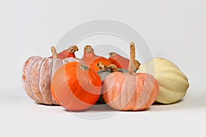 Different colorful pumpkins and squashes