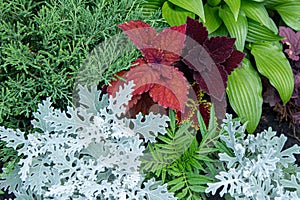 Mix of different flowers in the flowerbed - Coleus, Cineraria, Silverdust, Hosta. Garden design. Deciduous plants.