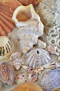 Mix of different seashells in sand