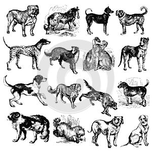 Mix of dog vintage illustrations