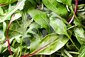 Mix of fresh lettuce leaves background