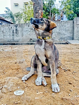 Mix german shepherd breed pet dog adopted from NGO