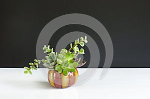 Mix of green echeveria, sedum,crassula succulent plant arrangement in pumpkin ceramic pot