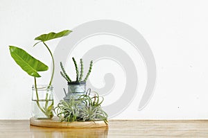 Mix green houseplants decoration on wooden table top