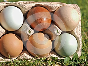 Mix of green and other colorful eggs of different chicken breeds