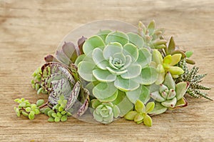 Mix of green red and yellow succulent plant centerpiece arrangement background