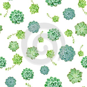 Mix of Green Succulent Plant Pattern Background