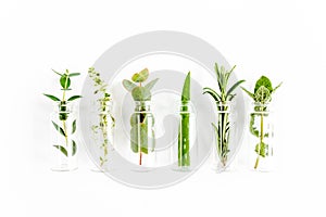 Mix of herbs, green branches, leaves mint, eucalyptus, rosemary, aloe Vera and plants collection on white background