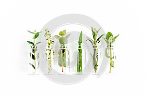 Mix of herbs, green branches, leaves mint, eucalyptus, rosemary, aloe Vera and plants collection on white background