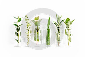 Mix of herbs, green branches, leaves mint, eucalyptus, rosemary, aloe Vera and plants collection on white background