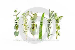 Mix of herbs, green branches, leaves mint, eucalyptus, rosemary, aloe Vera and plants collection on white background