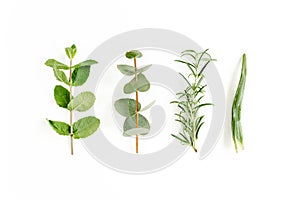 Mix of herbs, green branches, leaves mint, eucalyptus, rosemary and plants collection on white background. Set of