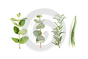 Mix of herbs, green branches, leaves mint, eucalyptus, rosemary and plants collection on white background. Set of