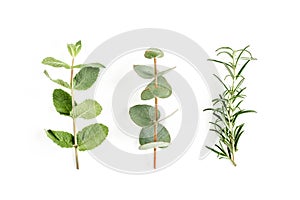 Mix of herbs, green branches, leaves mint, eucalyptus, rosemary and plants collection on white background. Set of