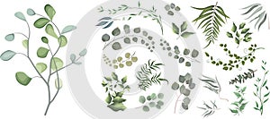 Mix of herbs and plants vector big collection. Juicy eucalyptus, green plants and leaves. All elements are isolated