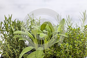 mix of herbs in a pot - rosemary, thyme, sage, Italian smil and marjoram