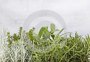 mix of herbs in a pot - rosemary, thyme, sage, Italian smil and marjoram