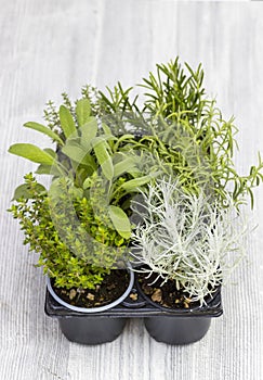 mix of herbs in a pot - rosemary, thyme, sage, Italian smil and marjoram