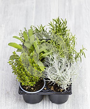 mix of herbs in a pot - rosemary, thyme, sage, Italian smil and marjoram