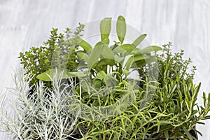 Mix of herbs in a pot - rosemary, thyme, sage, Italian smil and marjoram