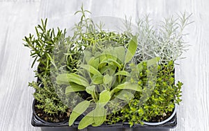 mix of herbs in a pot - rosemary, thyme, sage, Italian smil and marjoram