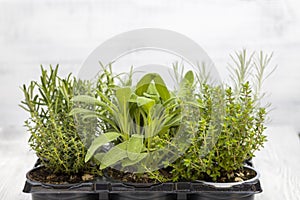 mix of herbs in a pot - rosemary, thyme, sage, Italian smil and marjoram