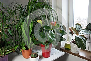 Mix of houseplants in the white room photo