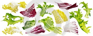 Mix of leaves with rucola, lettuce, radicchio, romano and green frize isolated on white background