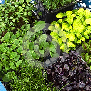 Mix of micro greens close-up. Microgreens of onions, basil and radishes