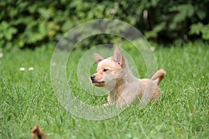 Mix of miniature pincher and pomeranian