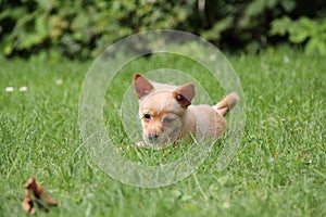 Mix of miniature pincher and pomeranian