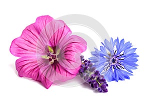 Mix officinal flowers