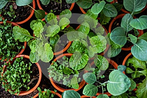 Mix Organic Green Coriander in vegetable garden, Thai herb